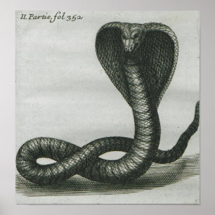 Póster Cobra