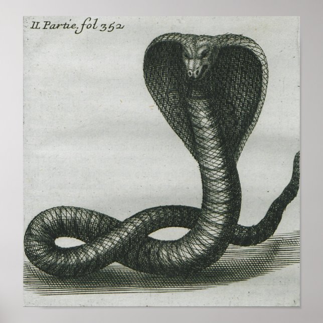 Póster Cobra (Frente)