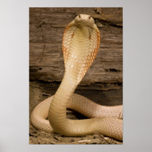 Póster Cobra monocrestada albina, Naja kaouthia, enroscad