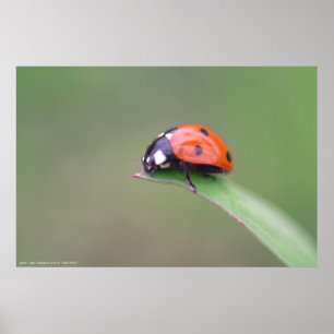 Póster coccinelle