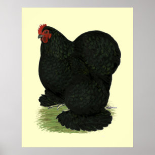 Póster Cochin: Hen negro