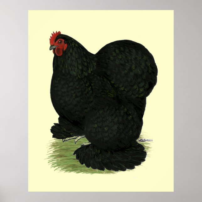Póster Cochin: Hen negro (Frente)