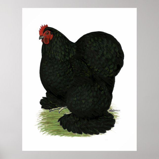 Póster Cochin: Hen negro (Frente)