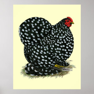 Póster Cochin Mottled Hen
