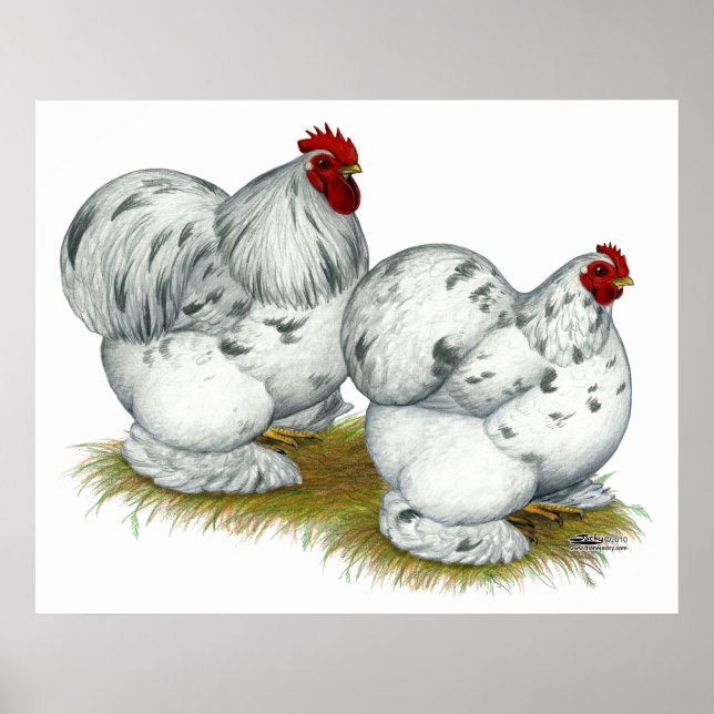 Póster Cochin: Splash Bantams (Frente)