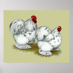 Póster Cochin: Splash Bantams