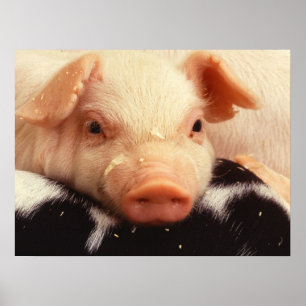 Póster Cochinillo perezoso