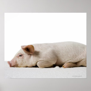 Póster Cochinillo que miente abajo perfil