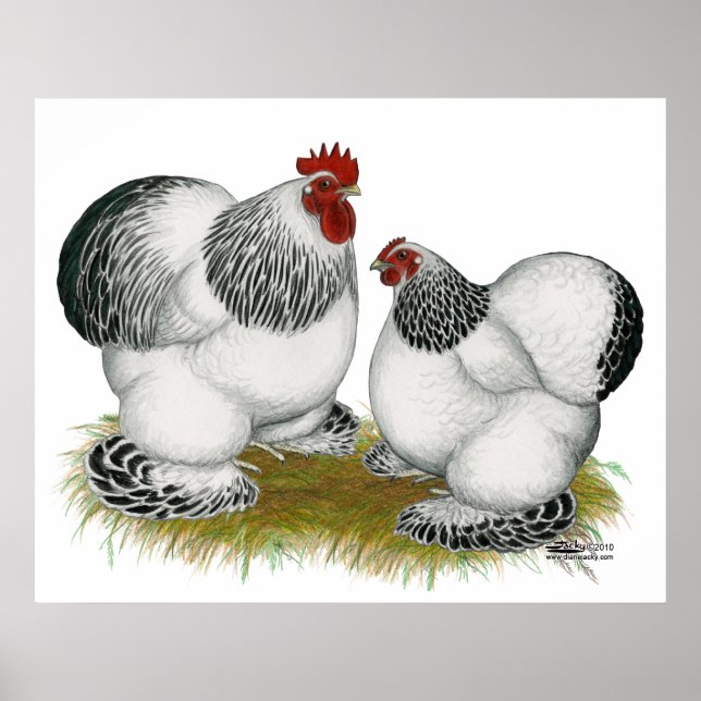 Póster Cochins: Bantams colombianos (Frente)