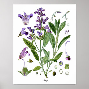 Póster Cocina botánica de la hierba sabia que cena la