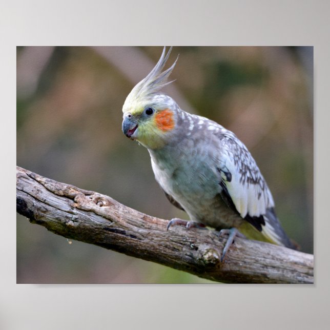 Póster Cockatiel budgerigar encaramado en la tarjeta post (Frente)