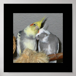 Póster Cockatiels