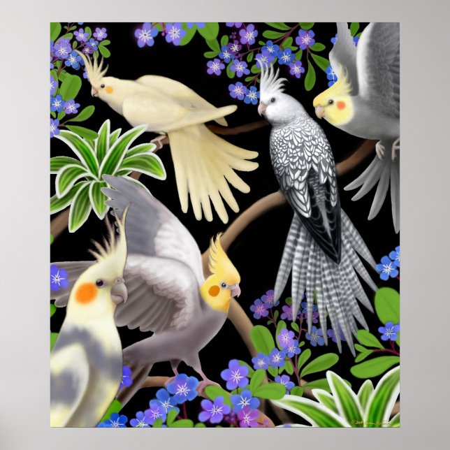 Póster Cockatiels y el Poster Olvídate de mí no (Frente)