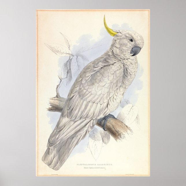 Póster Cockatoo (Frente)