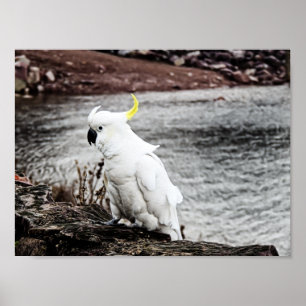 Póster Cockatoo