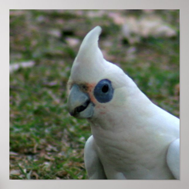 Póster Cockatoo (Frente)