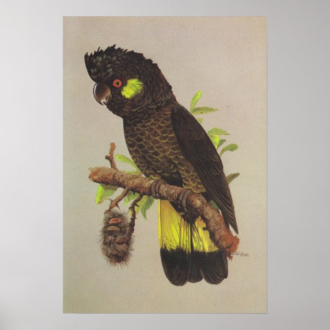 Póster Cockatoo (Frente)