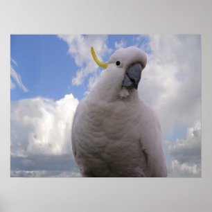 Póster Cockatoo blanco