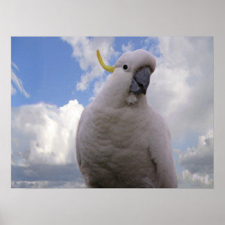 Póster Cockatoo blanco