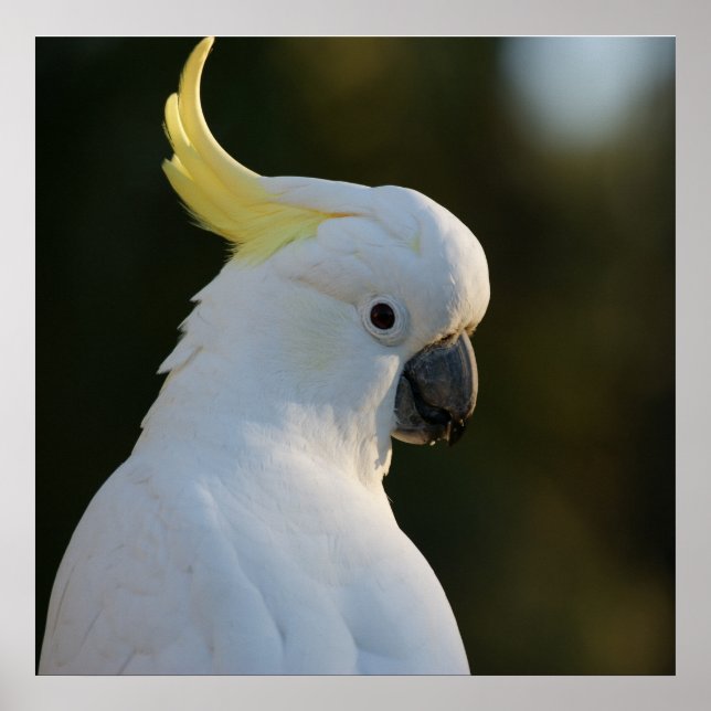 Póster Cockatoo blanco exótico (Frente)
