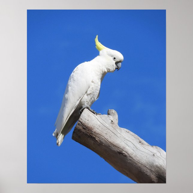 Póster Cockatoo con crema de azufre (Frente)