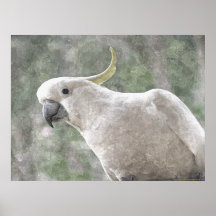 Cockatoo con piel de azufre de Australia