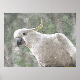 Póster Cockatoo con piel de azufre de Australia