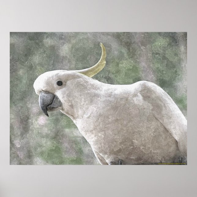 Póster Cockatoo con piel de azufre de Australia (Frente)