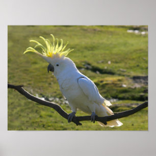 Póster Cockatoo curado con azufre amarillo australiano