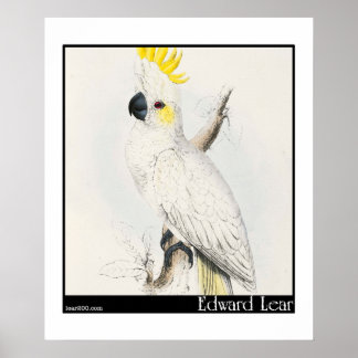 Póster Cockatoo de Edward Lear, de piel de azufre menor