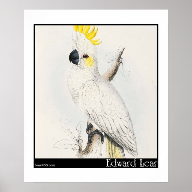 Póster Cockatoo de Edward Lear, de piel de azufre menor (Frente)