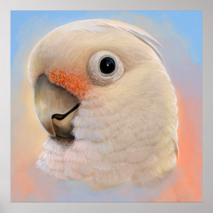 Póster Cockatoo de Goffin Tanimbar Corella