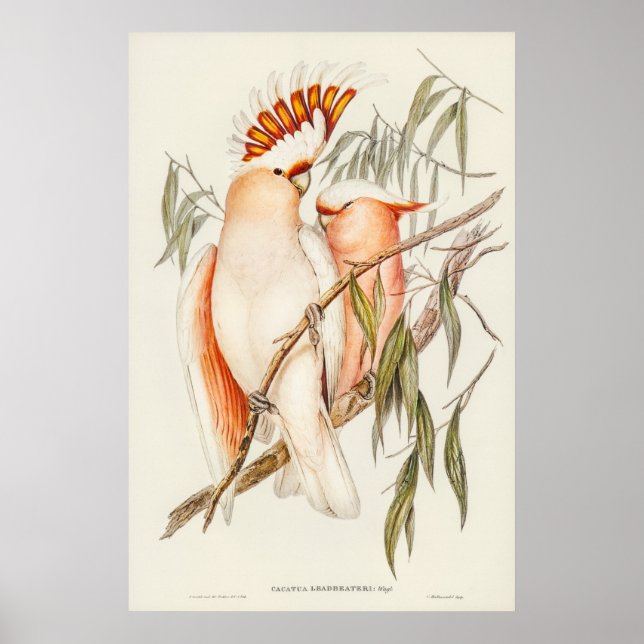 Póster Cockatoo de Leadbeater por Elizabeth Gould (Frente)