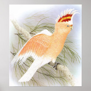 Póster Cockatoo del Mayor Mitchell - Ganador de Cacatua