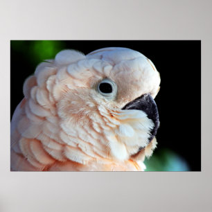 Póster Cockatoo moluqueño