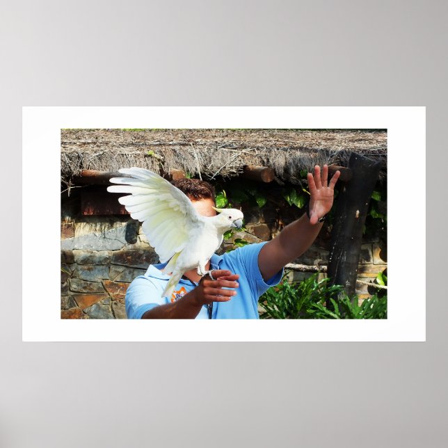 Póster Cockatoo muestra un ala (Frente)