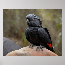 Póster Cockatoo negro