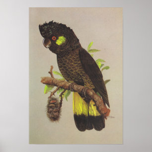 Póster Cockatoo negro Amarillo-atado