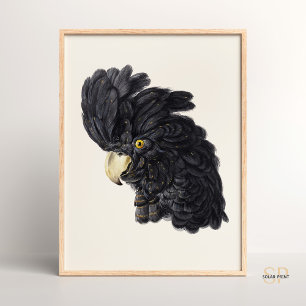 Póster Cockatoo negro de Aert Schouman Vintage
