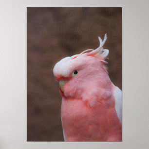 Póster Cockatoo rosa
