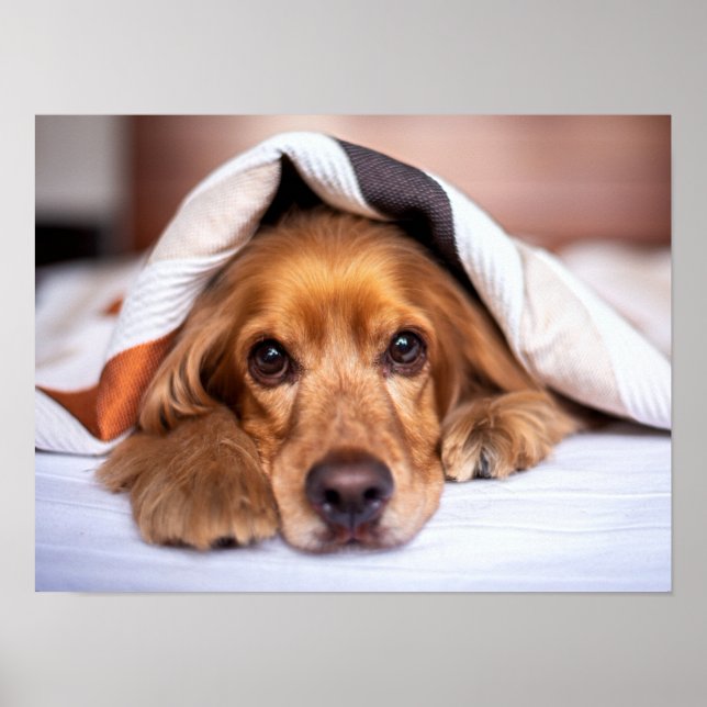 Póster Cocker español Perro inglés (Frente)