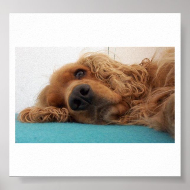 Póster cocker inglés rojo spaniel 2.png (Frente)