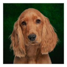 Poster Cocker Spaniel