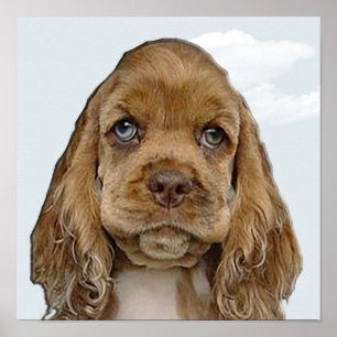Póster Cocker spaniel