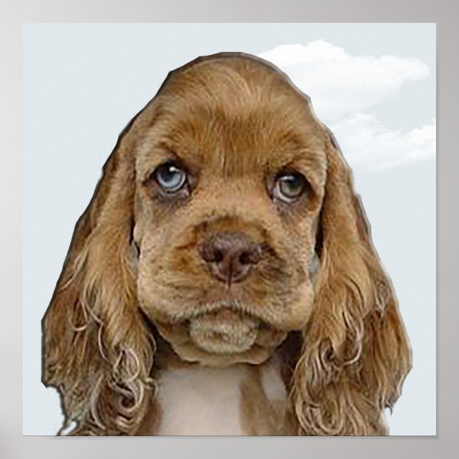 Póster Cocker spaniel (Frente)