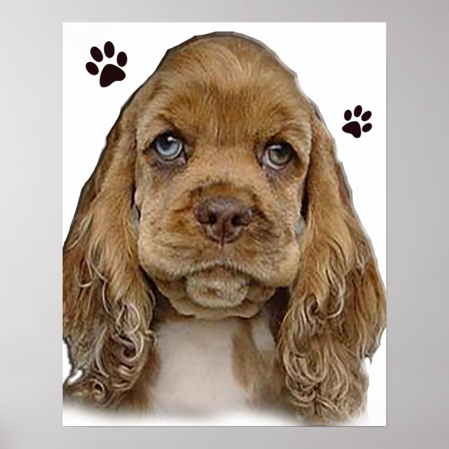 Póster Cocker spaniel (Frente)
