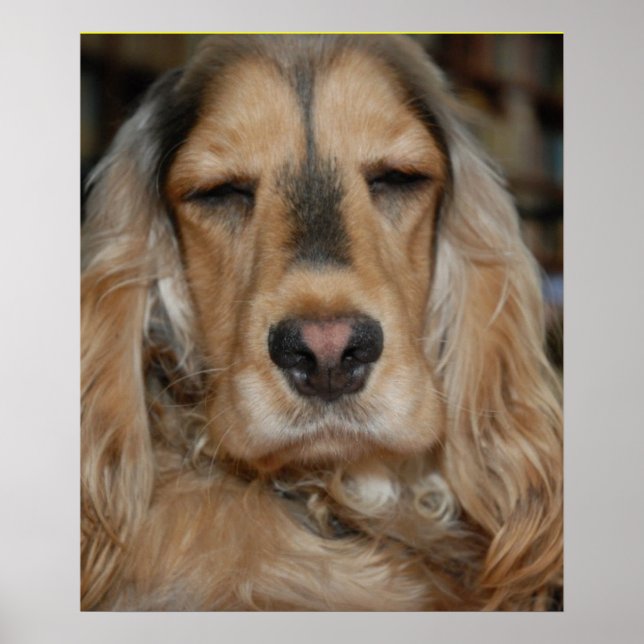 Póster Cocker Spaniel (Frente)