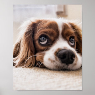 Póster Cocker Spaniel Dog de ojos tristes