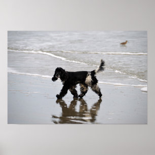 Póster Cocker Spaniel Inglés en la Playa