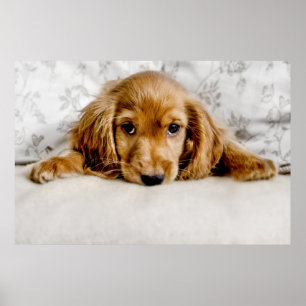 Póster Cocker spaniel lindo